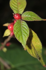 Hoffmannia triosteoides