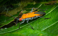 Leptocoris abdominalis
