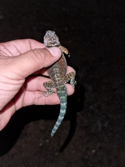 Sceloporus ornatus