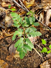 Sceptridium oneidense