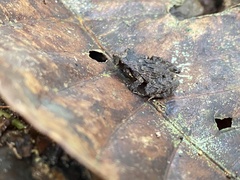 Craugastor stejnegerianus