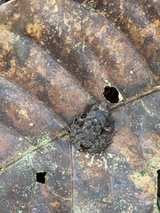 Craugastor stejnegerianus