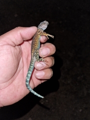 Sceloporus ornatus
