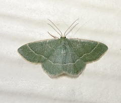 Chlorochlamys phyllinaria