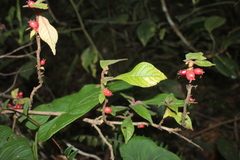 Hoffmannia triosteoides