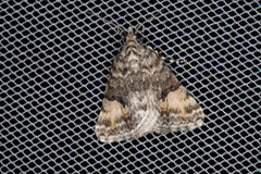 Dichromodes anelictis