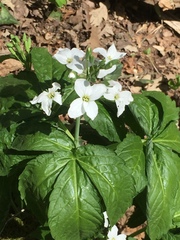 Cardamine heptaphylla