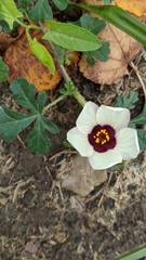 Hibiscus trionum