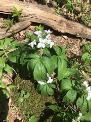 Cardamine heptaphylla