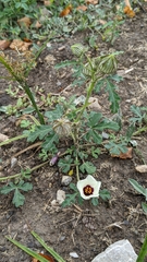 Hibiscus trionum