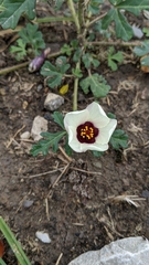 Hibiscus trionum