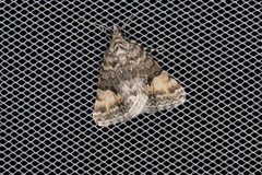 Dichromodes anelictis