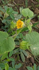 Abutilon theophrasti