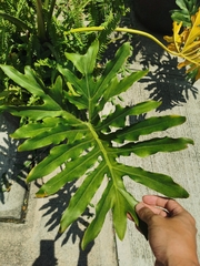 Thaumatophyllum bipinnatifidum