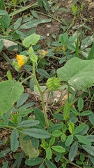 Abutilon theophrasti
