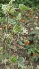 Abutilon theophrasti