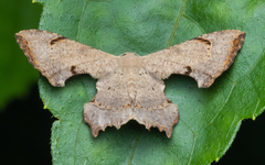 Calledapteryx dryopterata