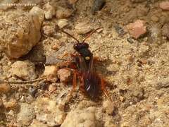 Nomada bifasciata