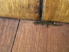 Sphaerodactylus graptolaemus