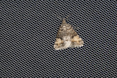 Dichromodes anelictis