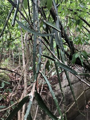 Selenicereus setaceus