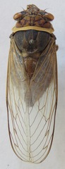 Diceroprocta bicosta