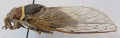 Diceroprocta bicosta
