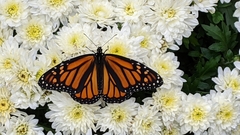 Danaus plexippus