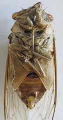 Diceroprocta bicosta