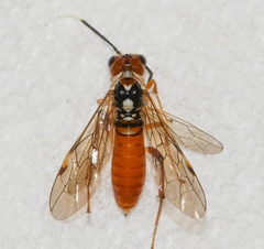 Taxonus terminalis