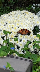 Danaus plexippus