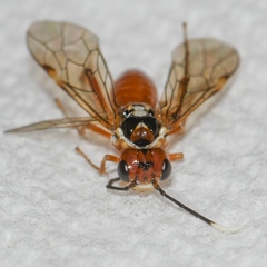 Taxonus terminalis
