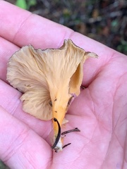 Craterellus lutescens