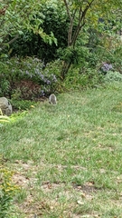 Sciurus carolinensis