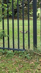Sciurus carolinensis