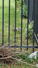 Sciurus carolinensis