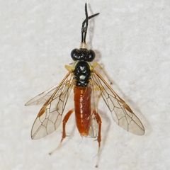 Macrophya goniphora
