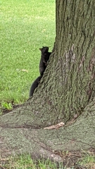 Sciurus carolinensis