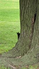 Sciurus carolinensis