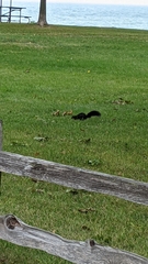 Sciurus carolinensis