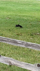 Sciurus carolinensis