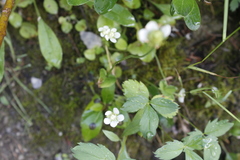 Parnassia palustris