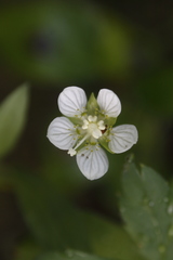 Parnassia palustris