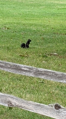 Sciurus carolinensis