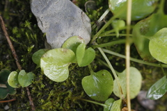 Parnassia palustris