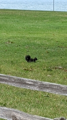 Sciurus carolinensis