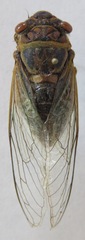 Diceroprocta ruatana