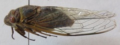 Diceroprocta ruatana