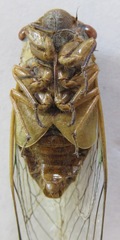Diceroprocta ruatana