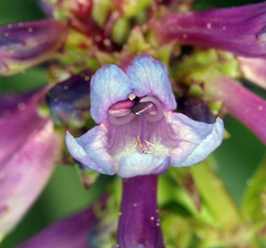 Penstemon parvulus